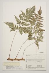 Davallia trichomanoides. Herbarium specimen of cultivated plant, WELT P017965/C, showing finely dissected fertile fronds on long-creeping rhizome.    
 Image: J.R.A. Wilson-Davey © Te Papa  CC BY-NC 3.0 NZ